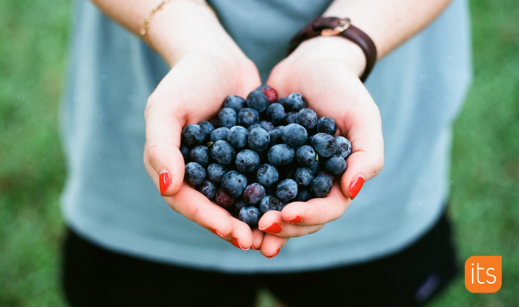 A person holding blueberries in their hands.